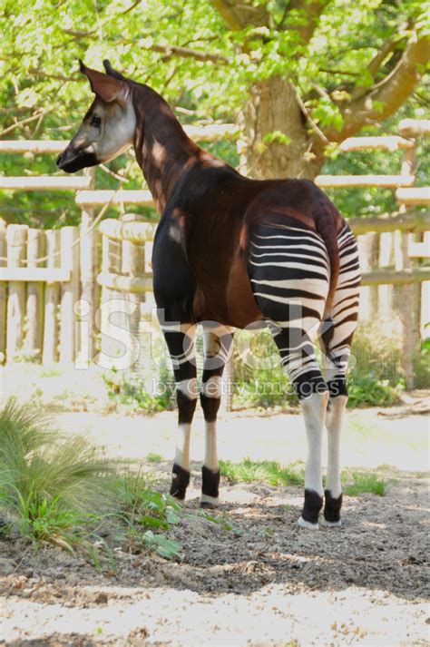 Okapi (Okapia Johnstoni) Stock Photo | Royalty-Free | FreeImages