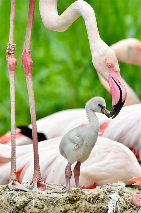 Mama and baby pink flamingos | Flamingo pictures, Puppies and kitties ...