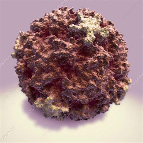 Rhinoviruses - Stock Image - M055/0398 - Science Photo Library