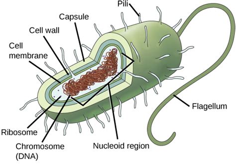 The Structure of Prokaryotes | Biology for Majors II