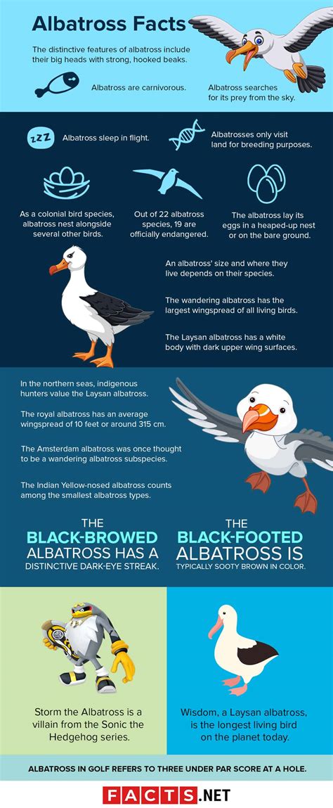 40 Albatross Facts About The Most Legendary Bird