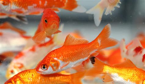 Goldfish Breeding: The Secrets Each Aquarist Should Know!