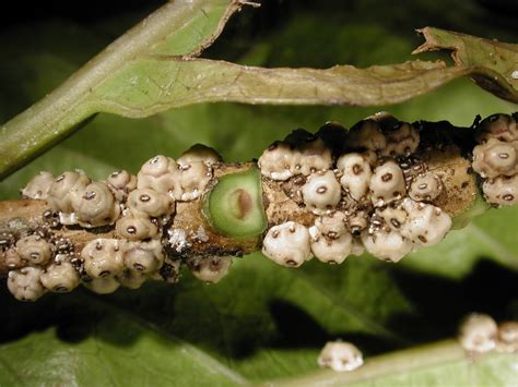 Garden Guy Hawaii: Controlling Scale Insects