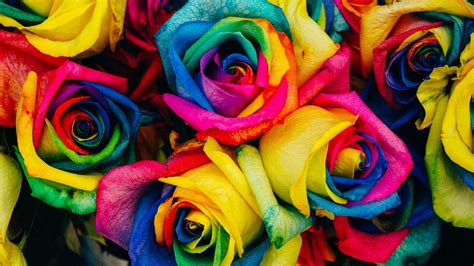 Colorful Roses Wallpapers - Top Free Colorful Roses Backgrounds ...