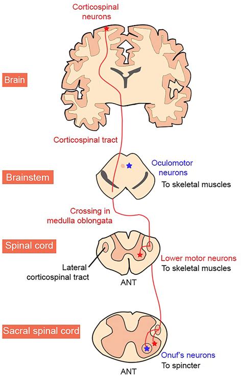 Lateral Corticospinal Tract Diagram