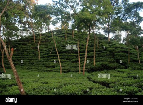 Tea garden sylhet Bangladesh Stock Photo - Alamy