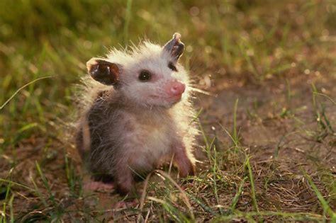 r/Possums