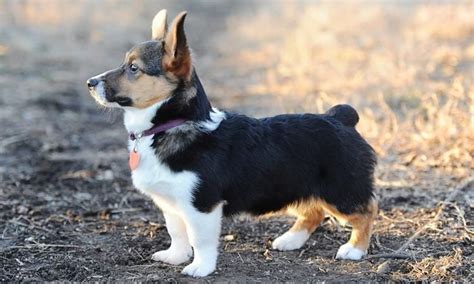 Corgi Beagle Mix: Breed History, Temperament, and Character - BarkSpot