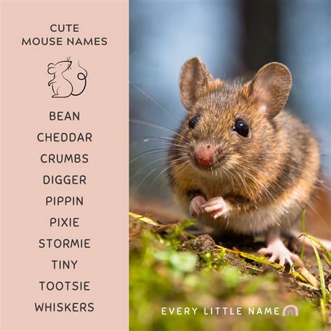 210+ Best Mouse Names (Cute, Clever, and Funny) - Every Little Name