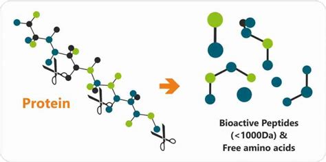 Use of hydrolyzed bioactive protein peptides in poultry feed to improve production parameters ...