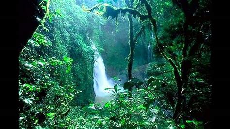 Amazon Forest Brazil Wallpapers - Wallpaper Cave