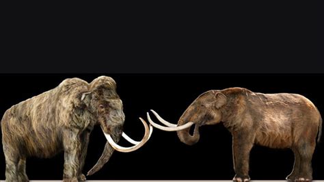 What’s the Difference Between a Mammoth and a Mastodon? | Mental Floss