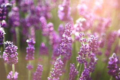 Premium Photo | Lavender flower field at sunset rays