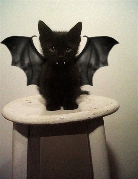 51 Terrifyingly Pawsome Halloween Cat Costumes | Bored Panda