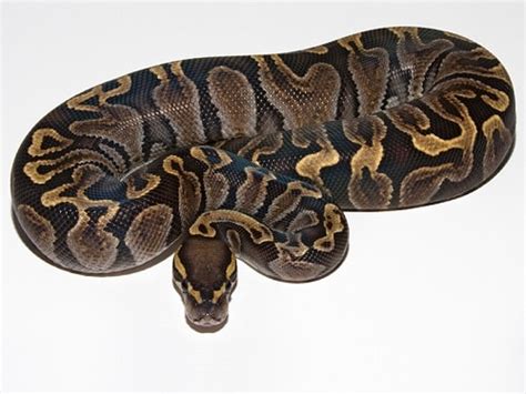 Ball Python Morphs: The 50 MOST Popular (Pictures & Prices)