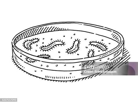 219 Petri Dish Bacteria High Res Illustrations - Getty Images