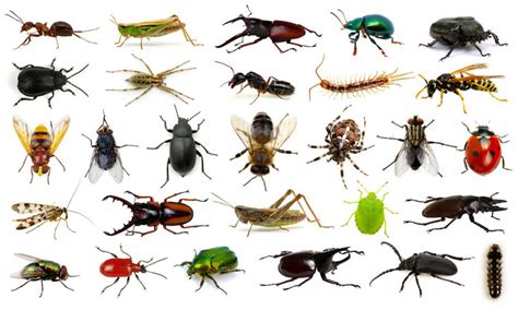 Believe it or not: cool & crazy facts about insects - Proactive Pest Control