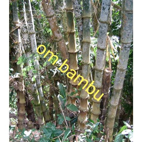 Jual bibit bambu petung bambu bokol bambu raksasa | Shopee Indonesia