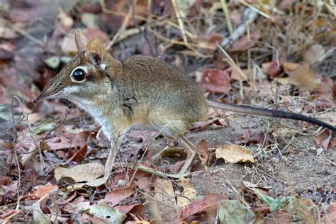 Elephant Shrew: Facts About the Adorable African Sengi