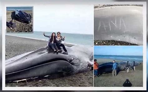 Disrespectful Humans Climb All Over Dead Blue Whale to Take Photos for Social Media | Travel ...