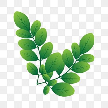 Daun Kelor PNG Transparent Images Free Download | Vector Files | Pngtree