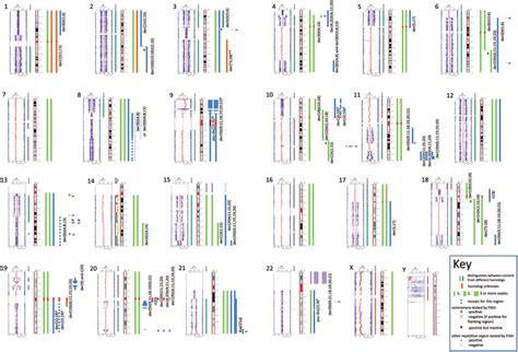 SNP array images for each chromosome with their interpretation. SNP... | Download Scientific Diagram