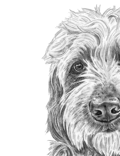 Goldendoodle Dog Coloring Pages - Coloring Pagez