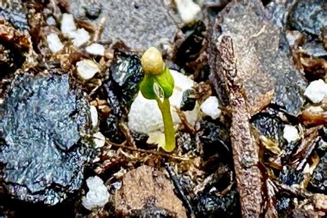 Germinating Strawberry Seeds (As Quick As 5 Days!)