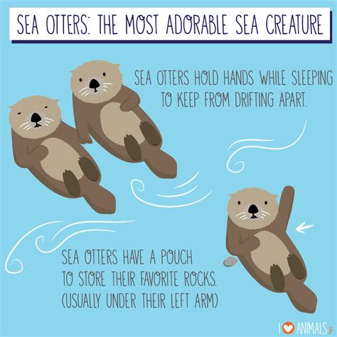 Sea Otter Habitat Drawing