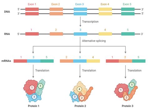 Alternative Splicing- Definition, Mechanism, Types, Uses