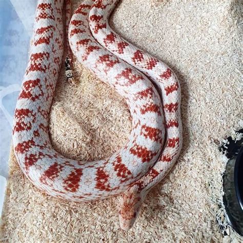 Corn Snake Morphs List