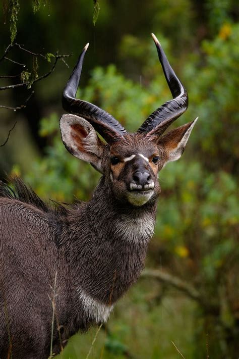 17 Best images about Nyala, Waterbuck, & Bushbuck antelopes on ...