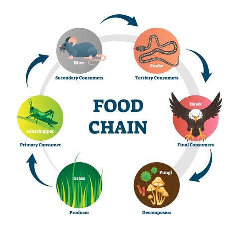 Food Chain vs Food Web: What’s the Difference? - IMP WORLD