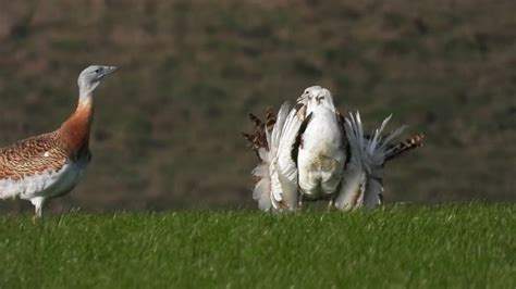 Great Bustard Group on Twitter: "A male Great Bustard displaying on Salisbury Plain, filmed this ...