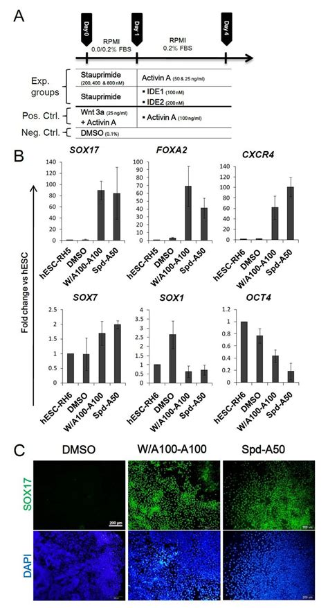 Gene and protein expression analysis of definitive endoderm (DE ...