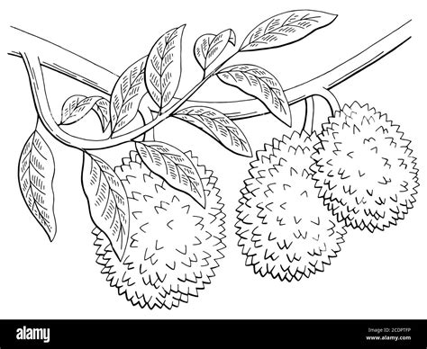 Durian tropical fruit Cut Out Stock Images & Pictures - Alamy