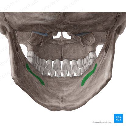 Mylohyoid: Origin, insertion, innervation and action | Kenhub