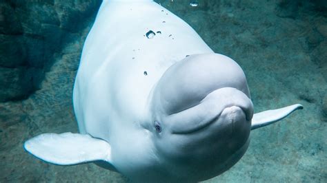 Georgia Aquarium beluga whale calf dies during delivery | FOX 5 Atlanta