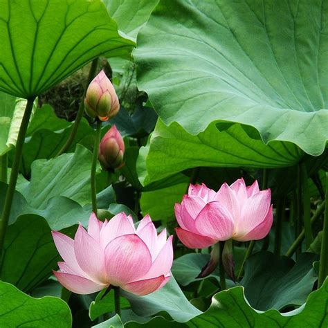 Lotus flowers & buds | Flowers, Lotus, Lotus bud