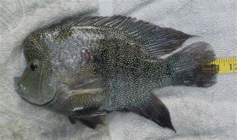 Catching the Elusive Texas Sunfish: Exotic Fishes in Texas Waters