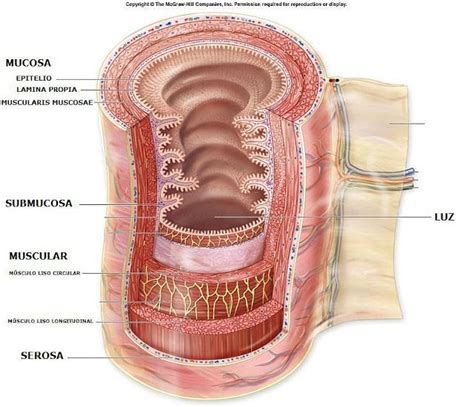 Medicine Notes, Vet Medicine, Human Body Anatomy, Human Anatomy And ...