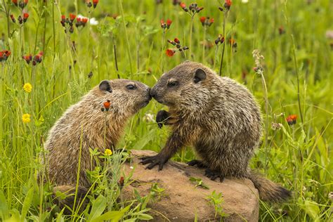 Do Woodchucks Really Chuck Wood? | Wonderopolis