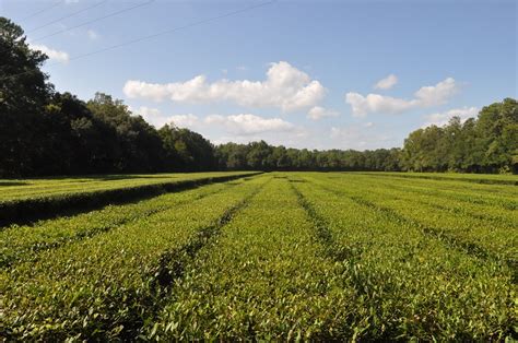 Wilton Diaries: Charleston Tea Plantation