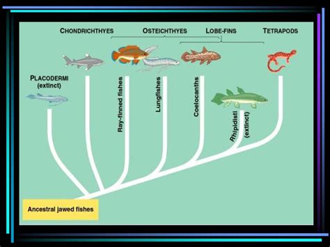 Osteichthyes The Bony Fish. - ppt download