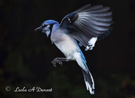 Image result for blue jay bird flying | Blue jay bird, Blue jay, Jay bird