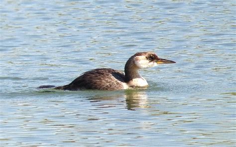 Birding Is Fun!: Red-necked Grebe