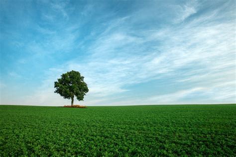 field, Sky, Tree, Landscape Wallpapers HD / Desktop and Mobile Backgrounds