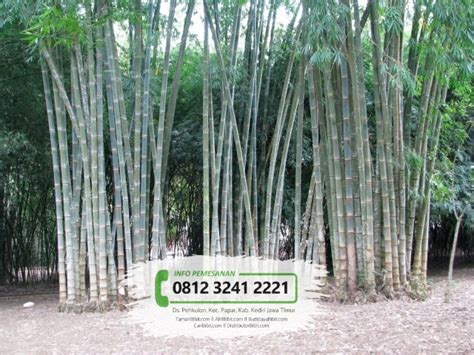 Jual Bibit Pohon Bambu Petung / Betung - CariBibit.com