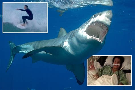 Why man-eating shark attacks on humans are on the rise around the world - and it’s all our own ...