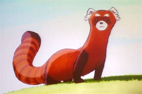 Red Panda Ferret